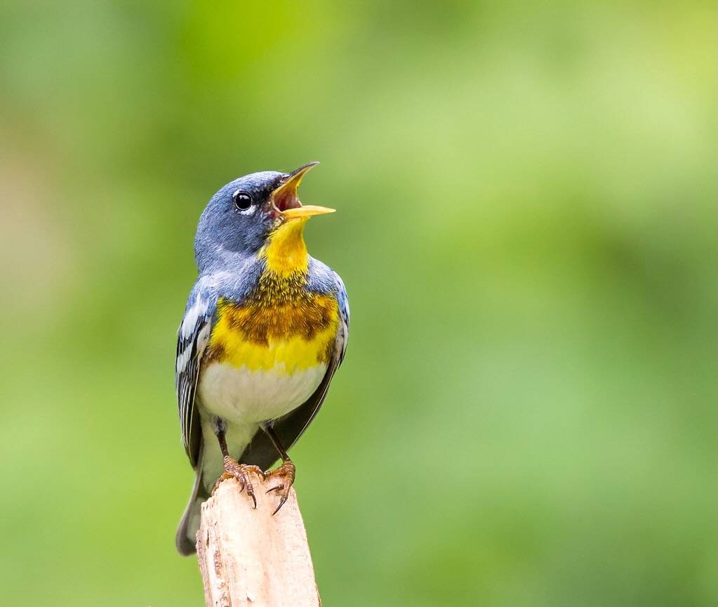 Northern Parula by N. Lewis/ShenandoahNPS is marked with Public Domain Mark 1.0.